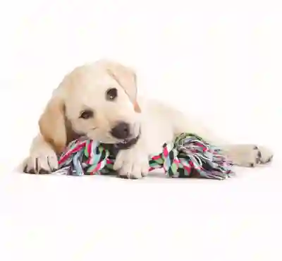 Image Alternative Text