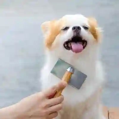 Image Alternative Text